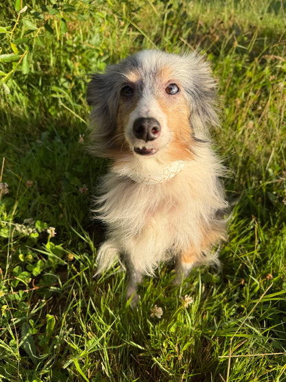 Collier biothane pour chien A mes tendres gardiens Pristi