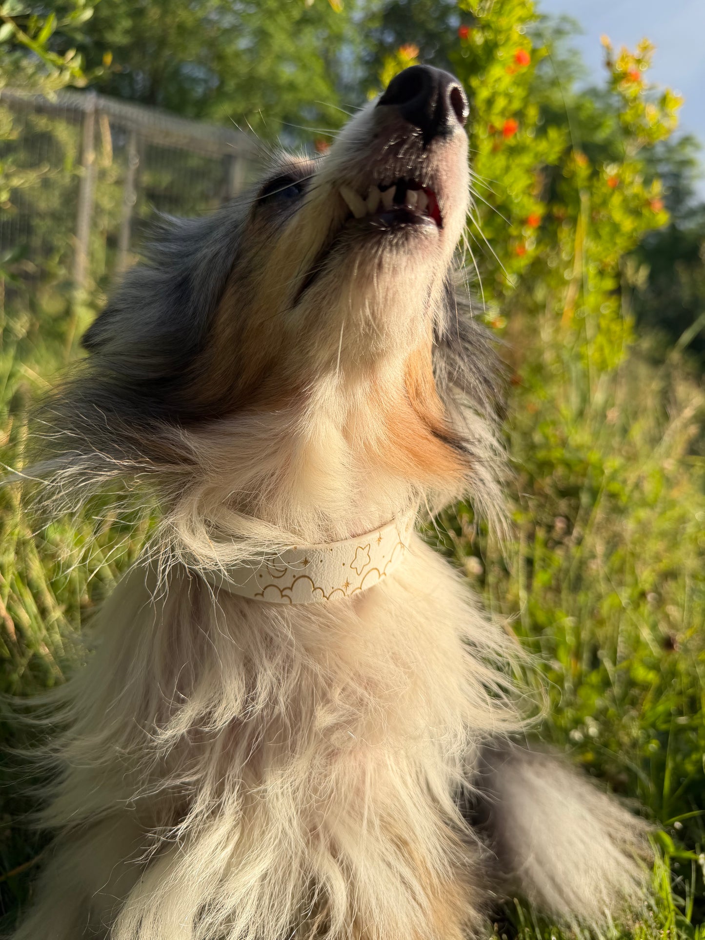 Collier biothane pour chien A mes tendres gardiens Pristi
