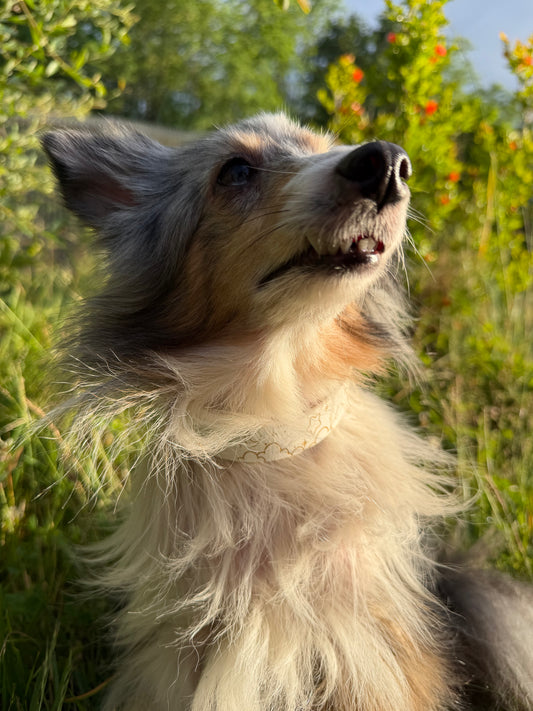 Collier biothane pour chien A mes tendres gardiens Lucky