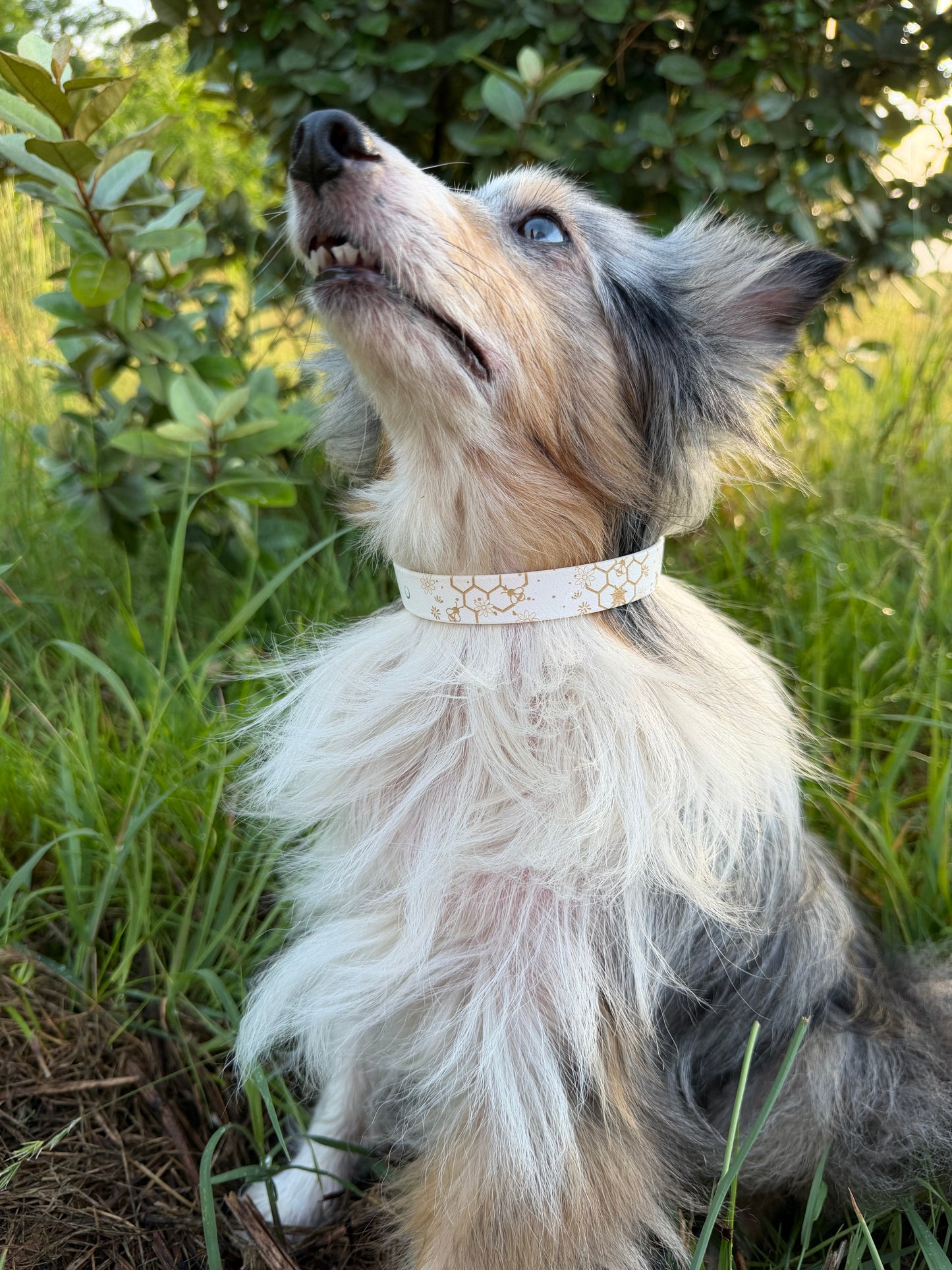 Collier biothane pour chien A mes tendres gardiens Mallow