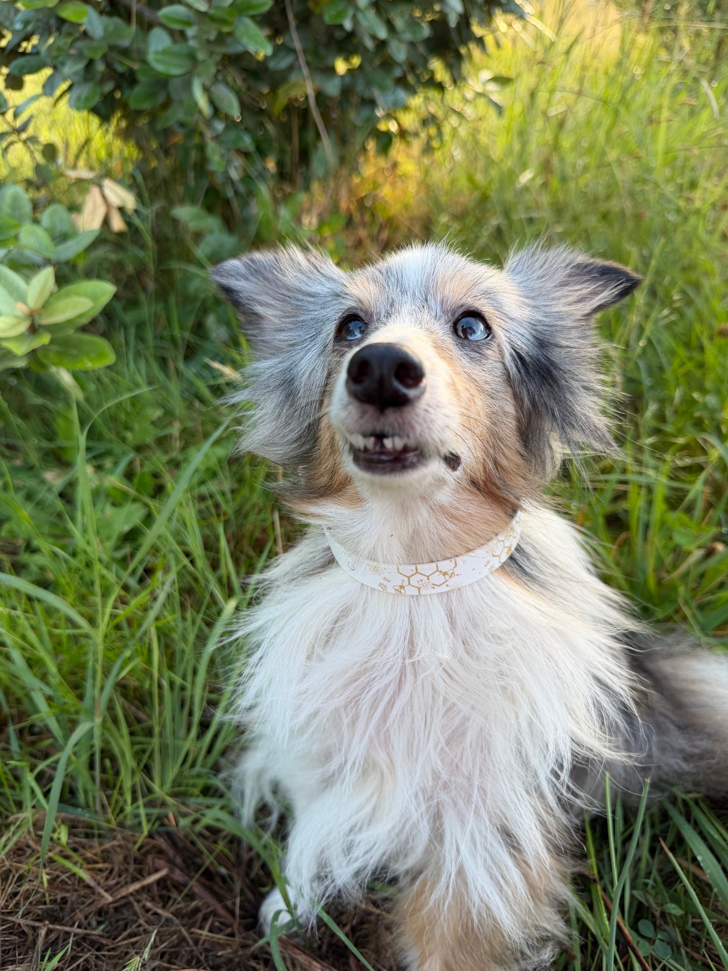 Collier biothane pour chien A mes tendres gardiens Mallow