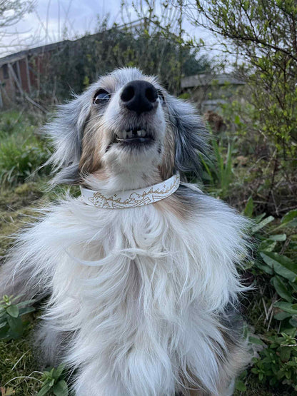 Collier biothane pour chien Dragon de la sagesse