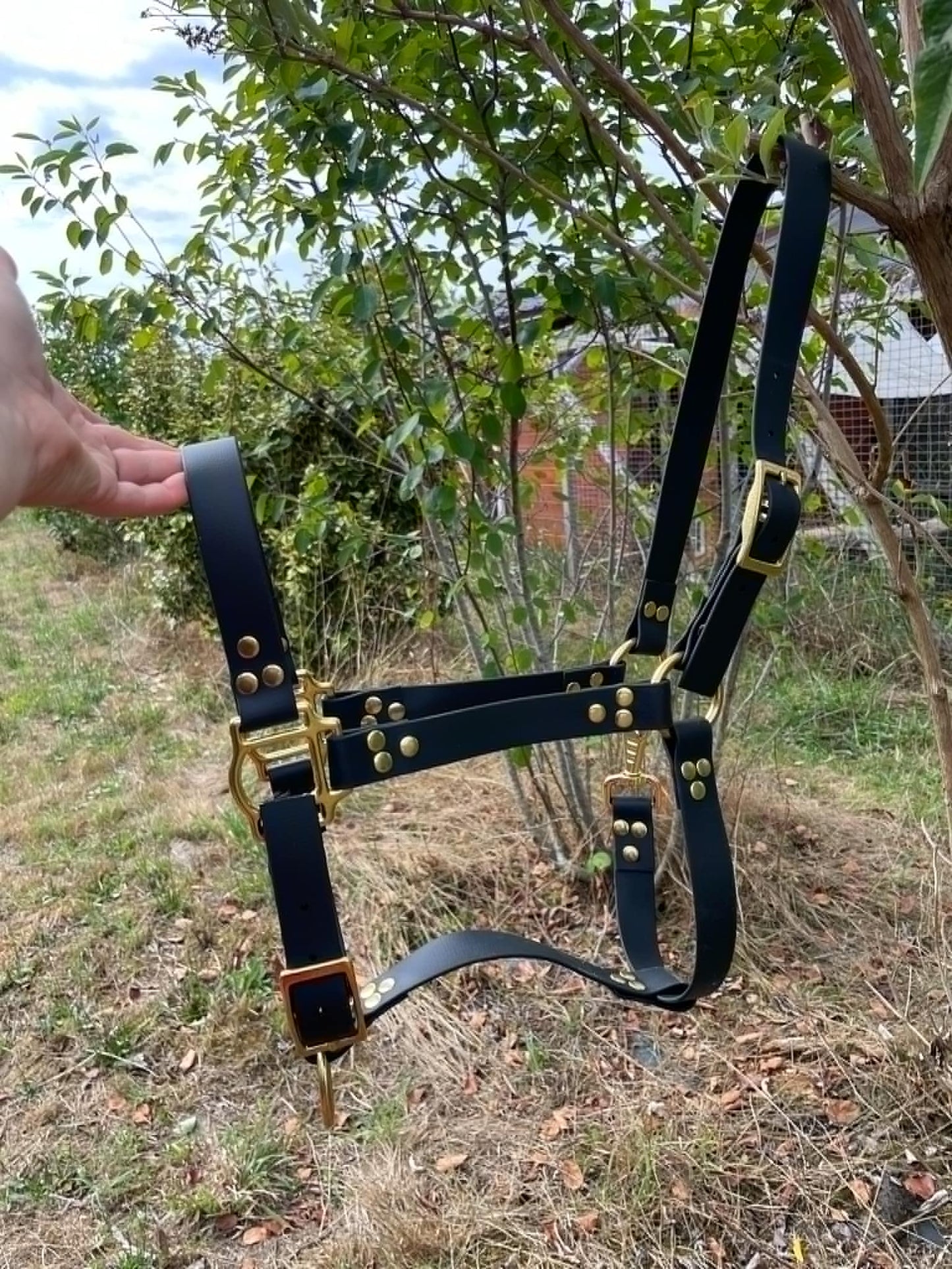 Licol pour cheval couleur uni avec nom de l'animal