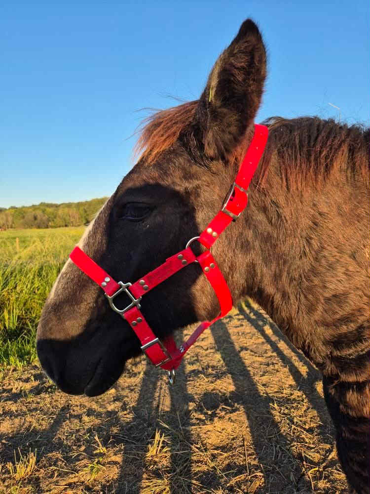 Licol pour cheval à personnaliser