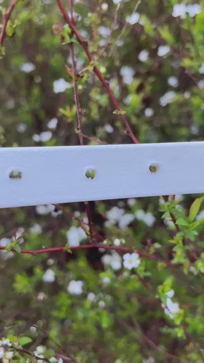 Collier biothane pour chien Dragon de la sagesse